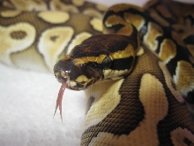 tongue shot