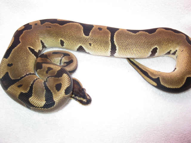 reduced dinker boy