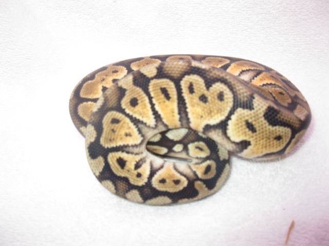 pastel dinker1