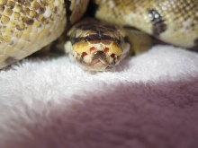 spider hiding head