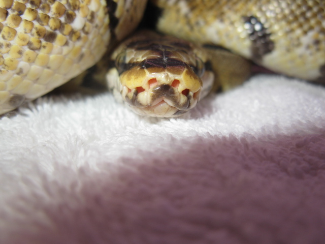 spider hiding head