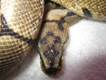 spider head