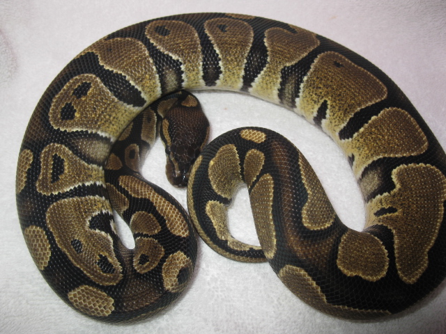 pet shop dinker
