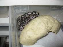 pastel het red or pastel with under developed colors