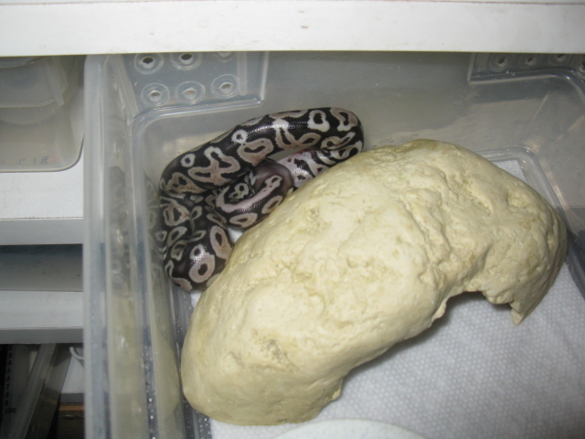 pastel het red or pastel with under developed colors
