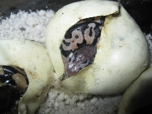 pastel or pastel het red2