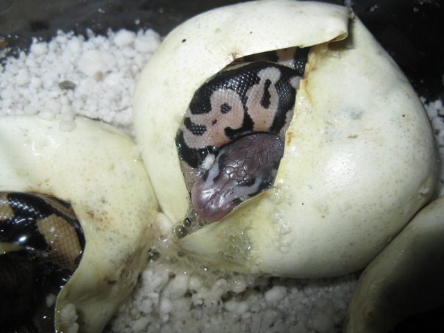 pastel or pastel het red2