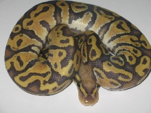 vanilla ghost