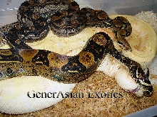 Motley Het albino, Swedish Jungle, Albino Breeding