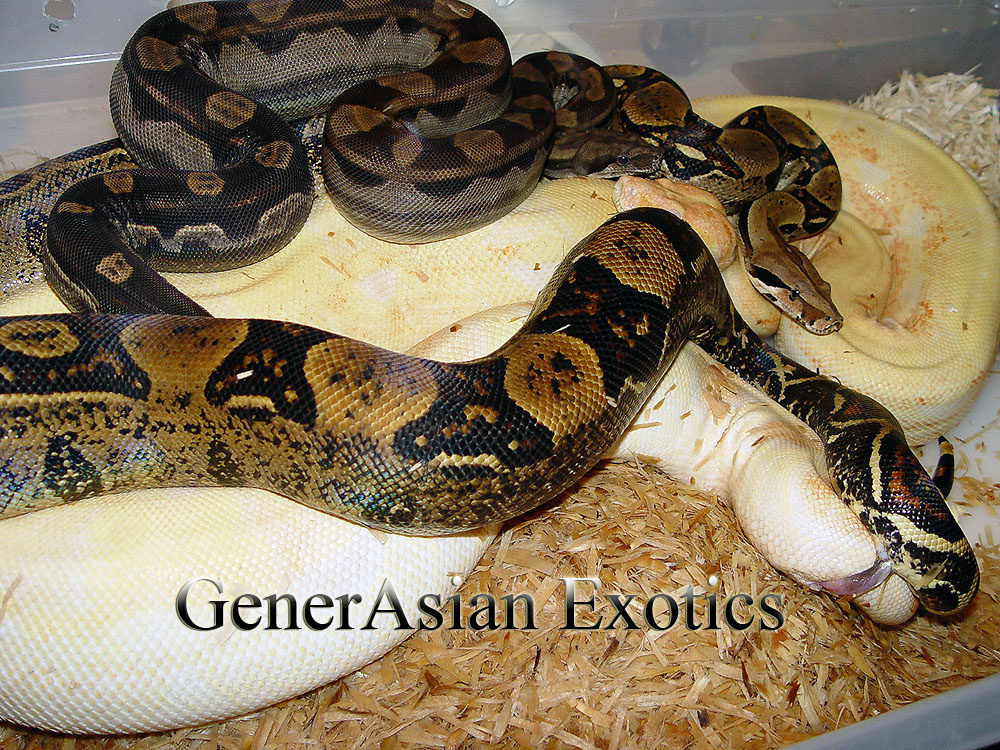 Motley Het albino, Swedish Jungle, Albino Breeding