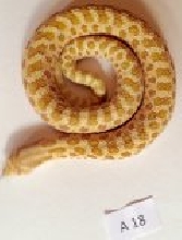 Toffee Belly Male