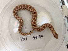 Western Hognose 100% het snow