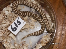 DH Western Hognose Female