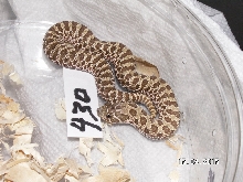 Western Hognose