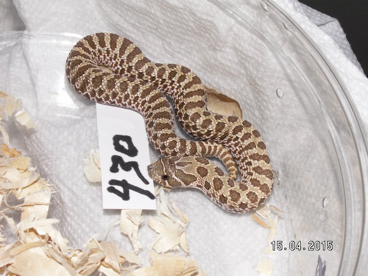 Western Hognose