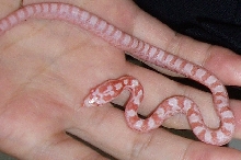 bairds x corn (T-Albino)