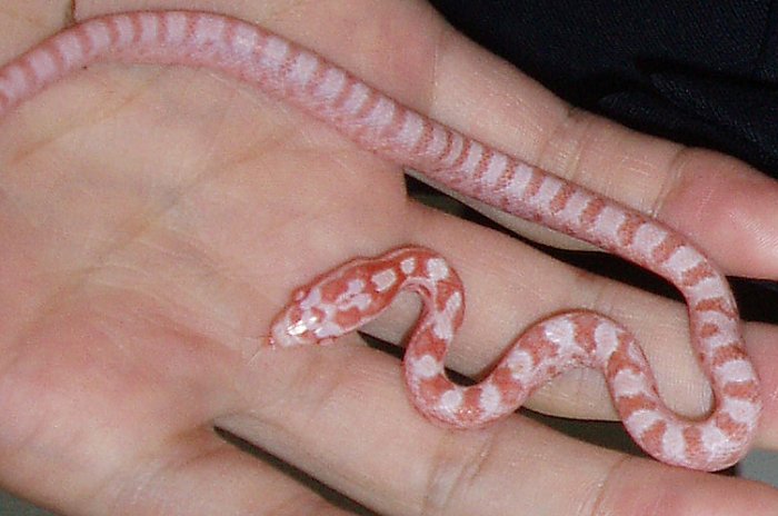 bairds x corn (T-Albino)