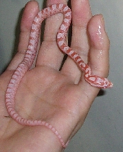bairds x corn (T-Albino)