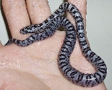 bairds x Jungle Corn
