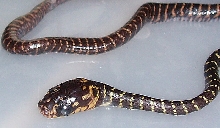 Sulawesi Mangrove(not able to hatch)