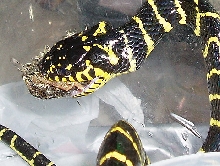 Boiga dendrophila multicincta