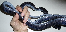 Boiga dendrophila gemmicincta