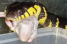Boiga dendrophila melanota