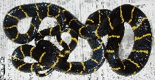 Boiga dendrophila dendrophila