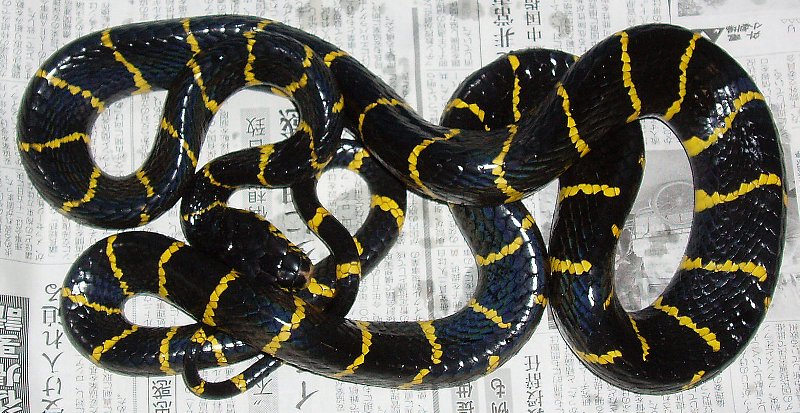 Boiga dendrophila dendrophila