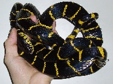 Boiga dendrophila dendrophila