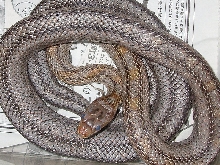 Baird's Ratsnake