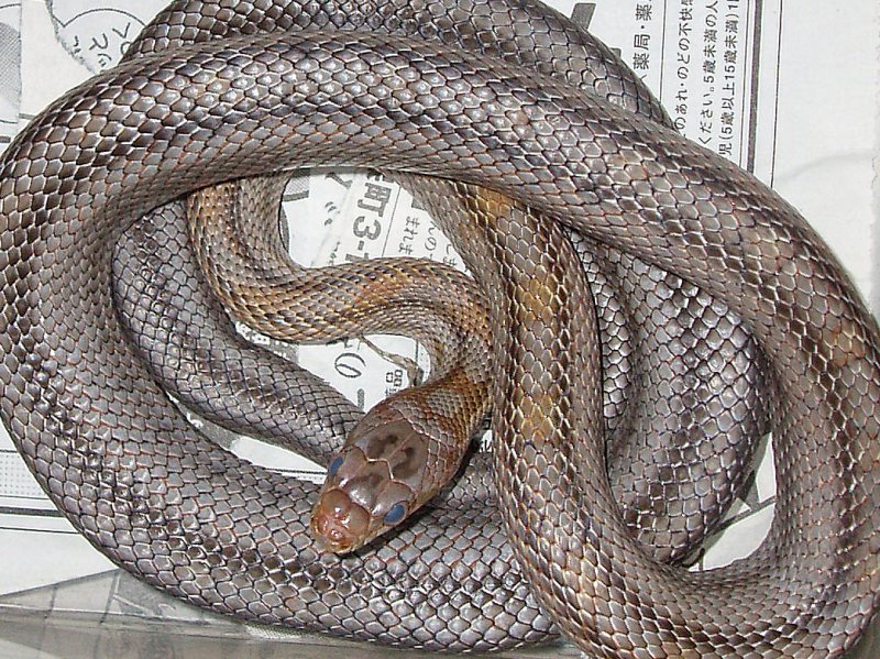 Baird's Ratsnake