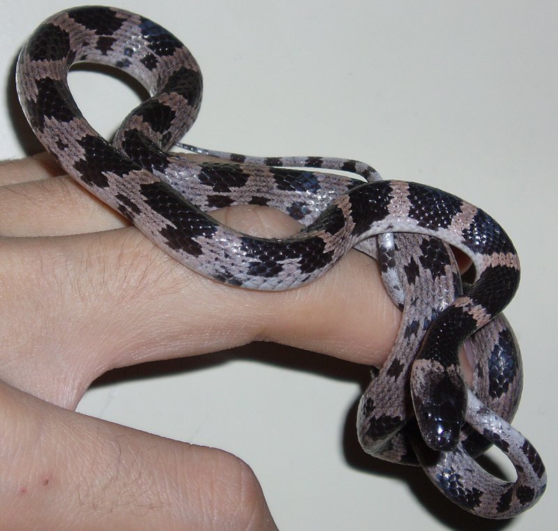 Japanese Odd-Tooth Snake