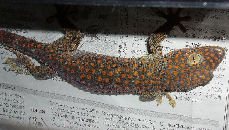 tokay gekko