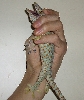 tokay gekko