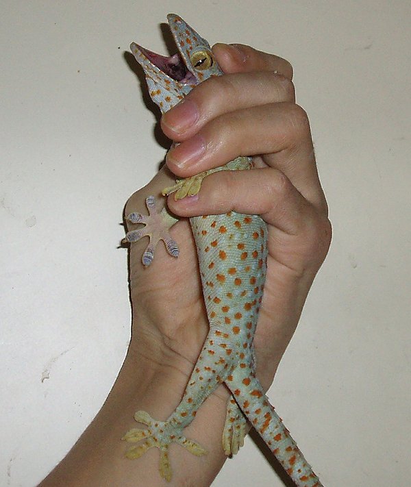 tokay gekko