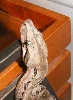 New cay caulker boa