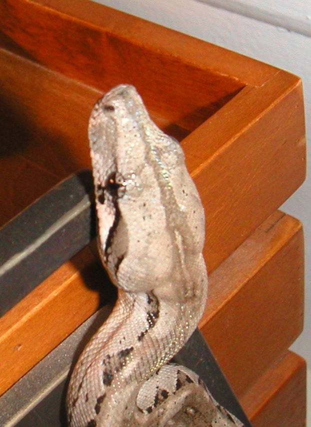 New cay caulker boa