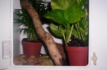 p. gracilis