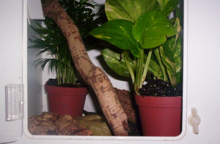 p. gracilis
