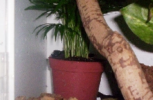 p. gracilis