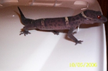 chinese cave gecko