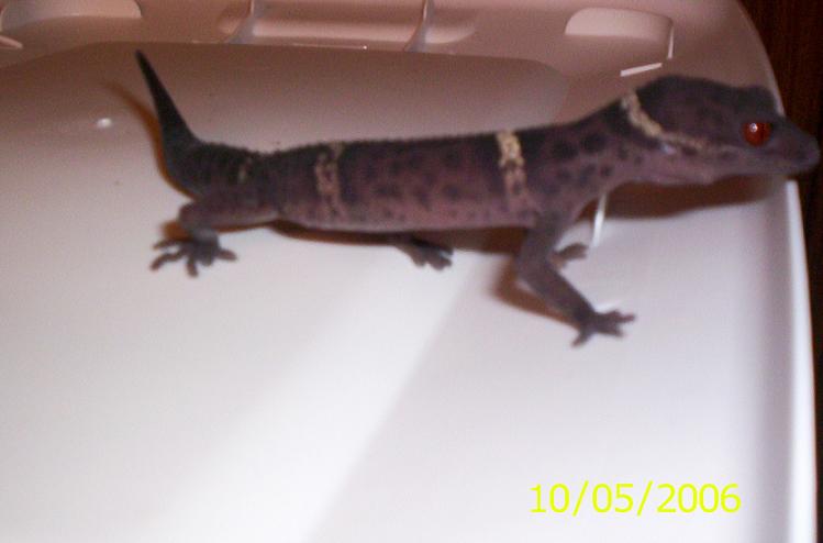 chinese cave gecko