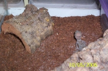 bastardi pair