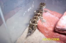 viper gecko
