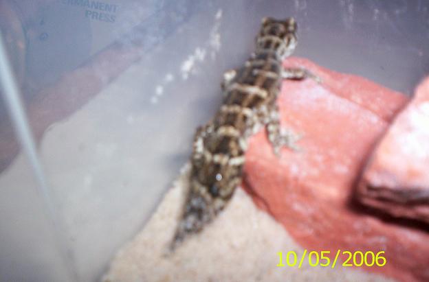 viper gecko