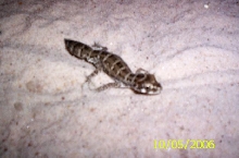 viper gecko
