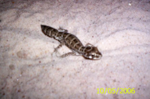 viper gecko