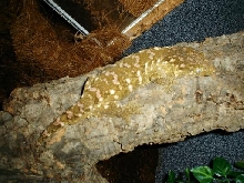 female leachie