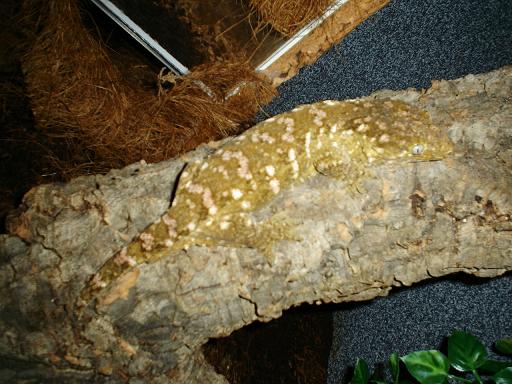 female leachie